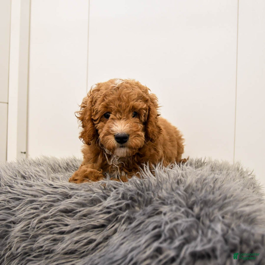 Cavapoo dogs for sale: Teddy - Ad 3