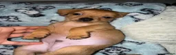 Mixed Breed dogs for sale: Bear - Ad 3