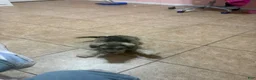 Schnauzer dogs for sale: Luna - Ad 3