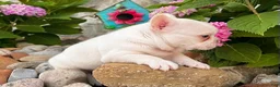 French Bulldog dogs for sale: Dakota - Ad 7