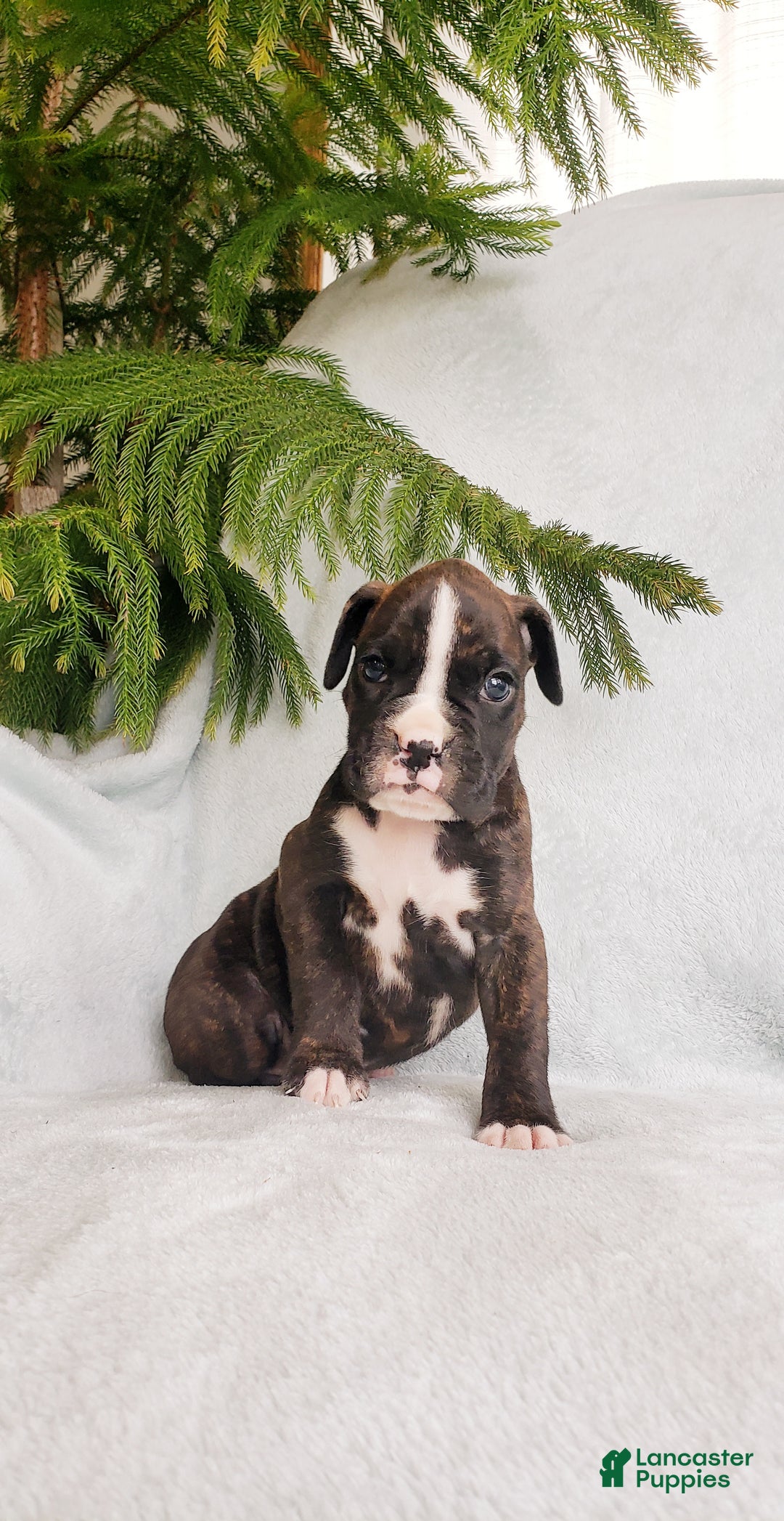 Boxer dogs for sale: Finley - Ad 2