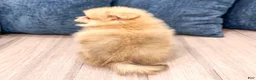 Pomeranian dogs for sale: Flynn - Ad 5
