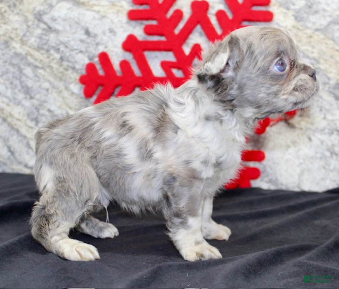 French Bulldog dogs for sale: Nate - Ad 5