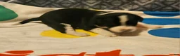 Border Collie dogs for sale: Bo - Ad 8