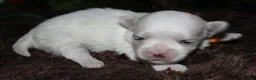 Maltese dogs for sale: Mable - Ad 27