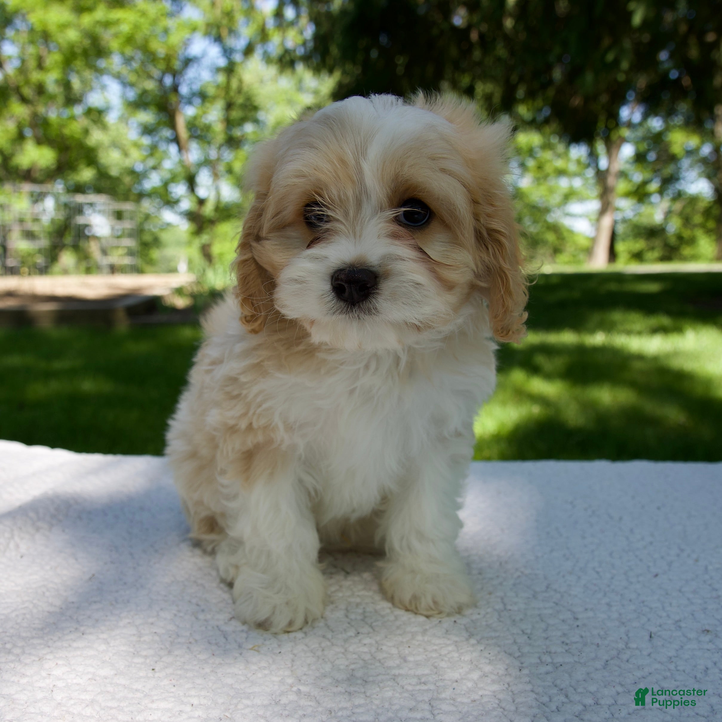 Cavapoo dogs Elvis - Ad 1