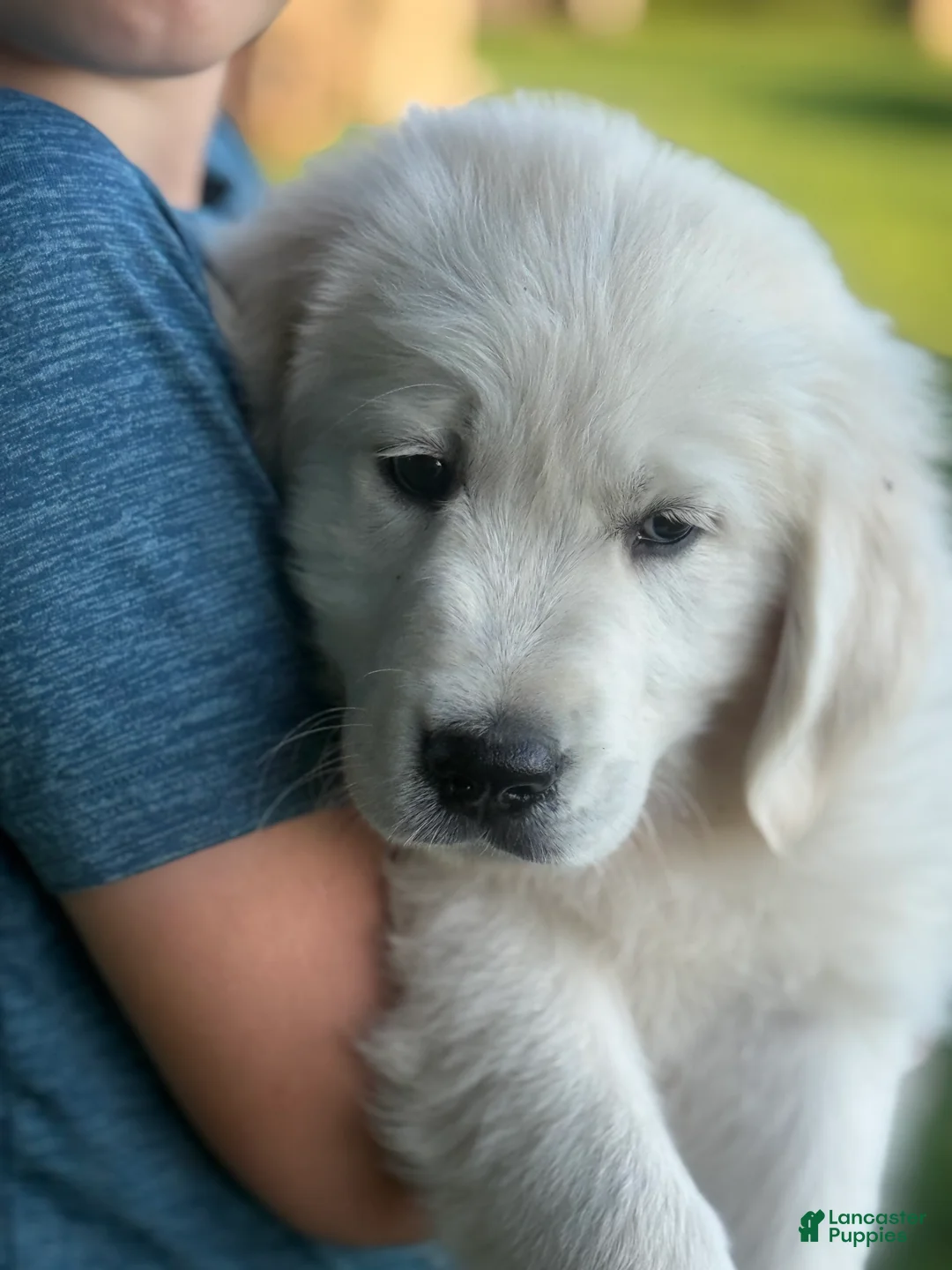 Golden Retriever dogs for sale: Pickles  - Ad 2