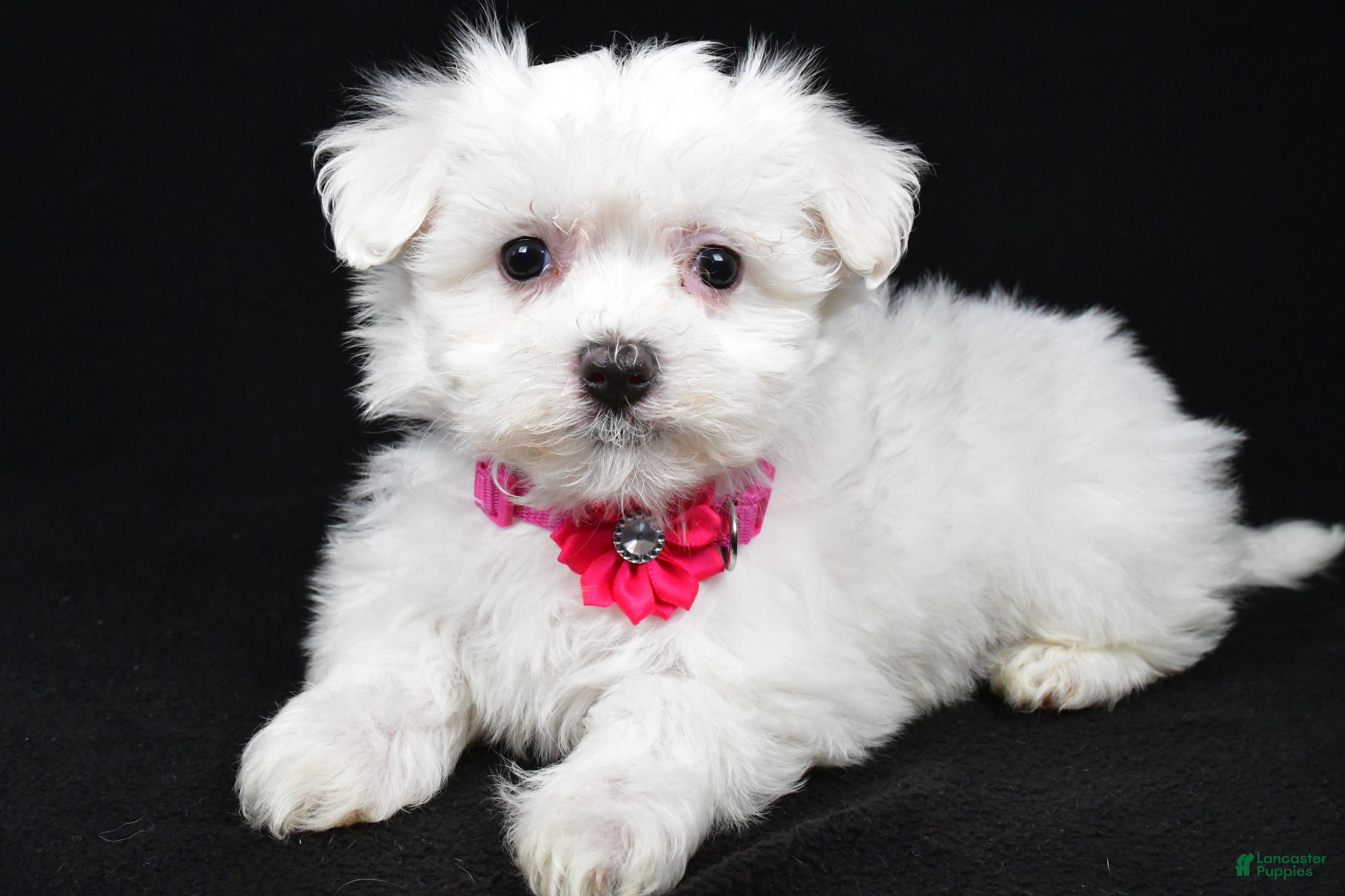 Maltese dogs Melody - Ad 1