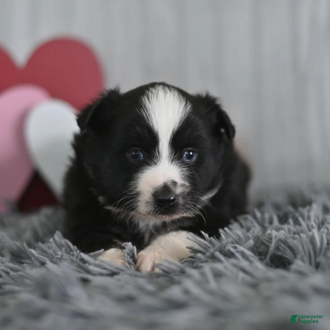 Miniature Australian Shepherd dogs for sale: Cindy  - Ad 1