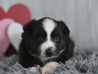 Miniature Australian Shepherd dogs Cindy - Ad 41