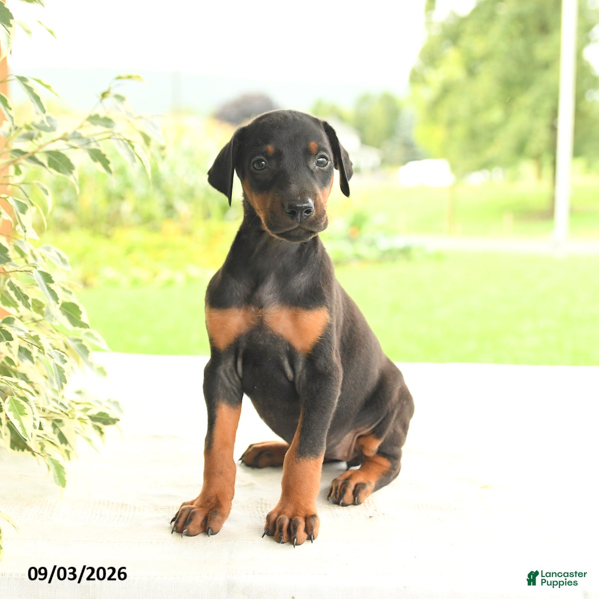 Doberman Pinscher dogs Asia - Ad 1