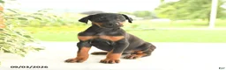 Doberman Pinscher dogs for sale: Asia - Ad 1