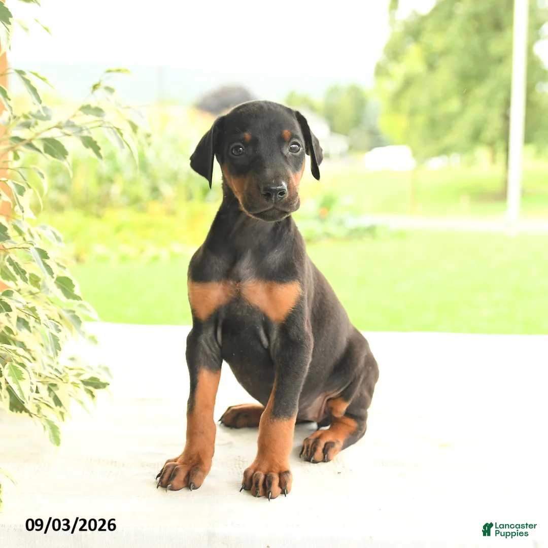 Doberman Pinscher dogs for sale: Asia - Ad 1