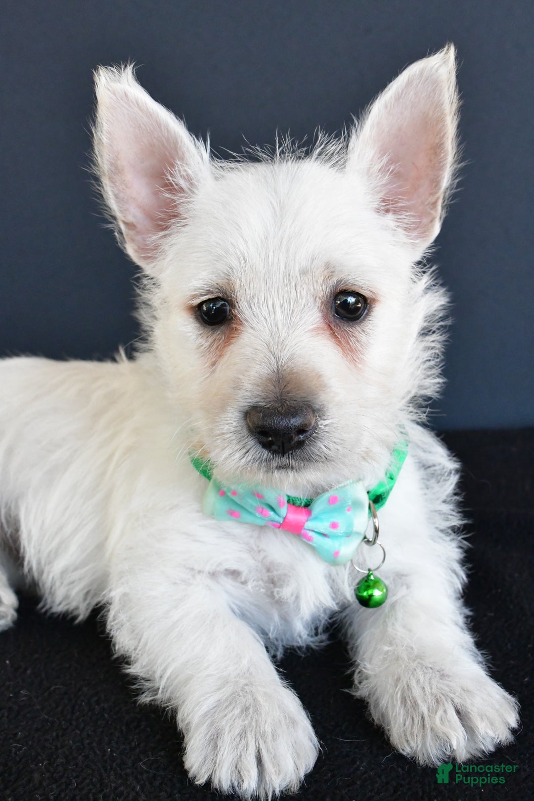 West Highland Terrier dogs for sale: Gabe - Ad 3