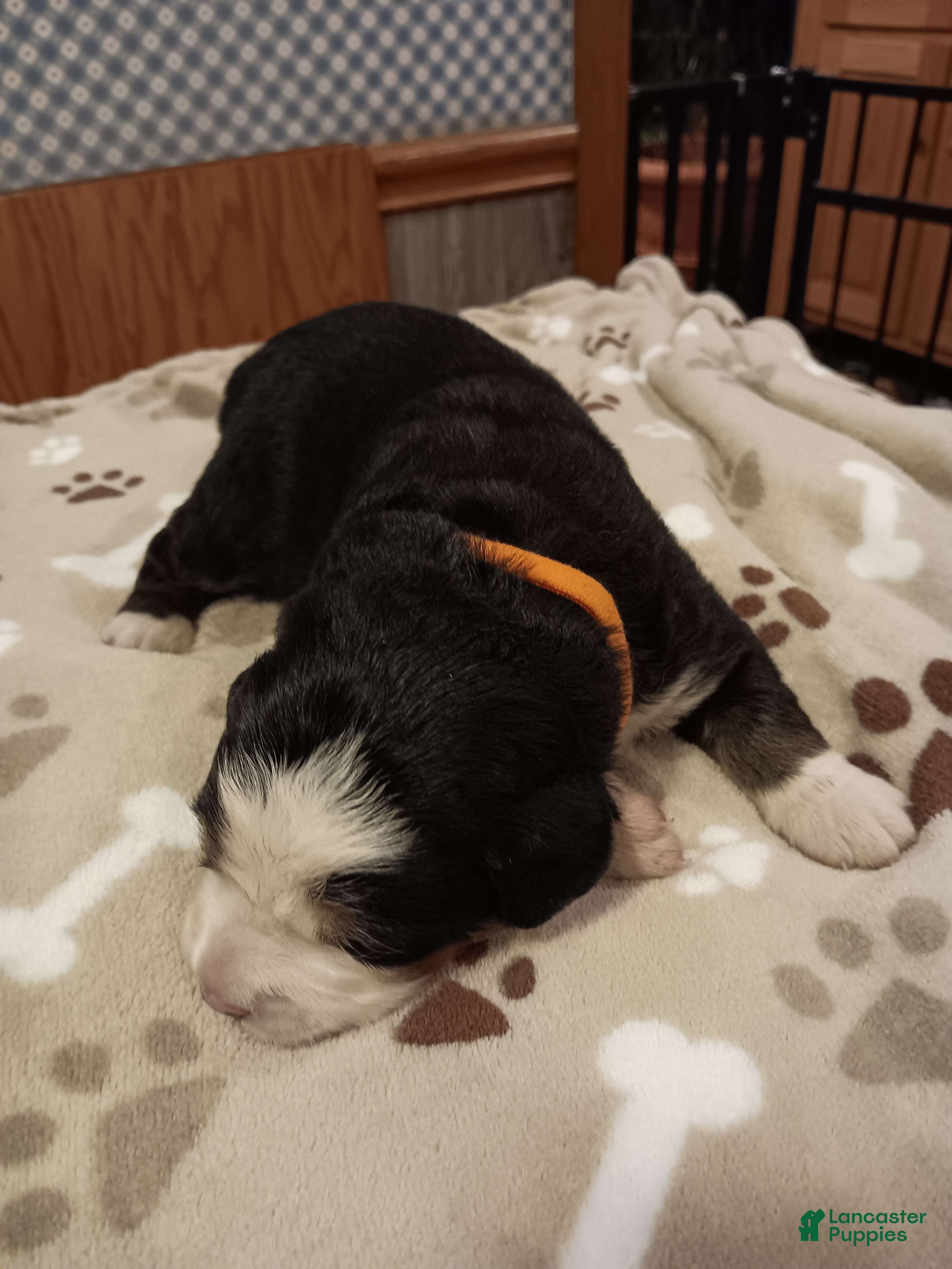 Bernese Mountain Dog dogs Sierra - female - Orange Collar - Ad 1