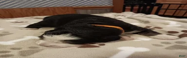 Sierra - female - Orange Collar