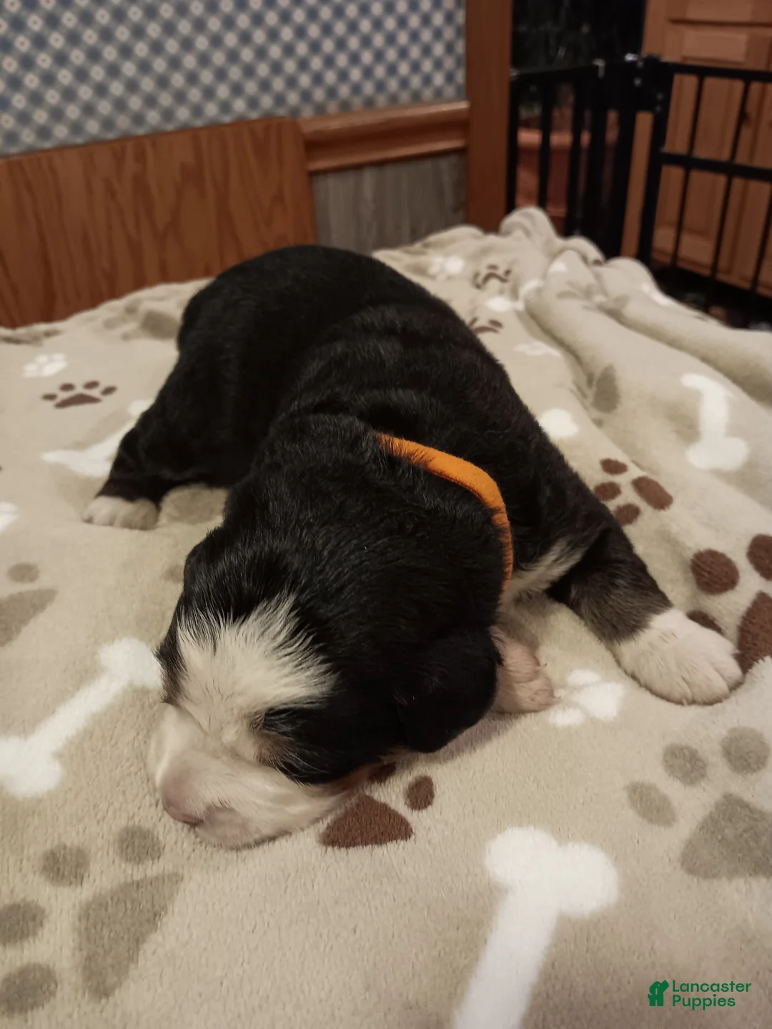 Bernese Mountain Dog dogs for sale: Sierra - female - Orange Collar - Ad 1