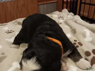 Bernese Mountain Dog dogs for sale: Sierra - female - Orange Collar - Ad 2
