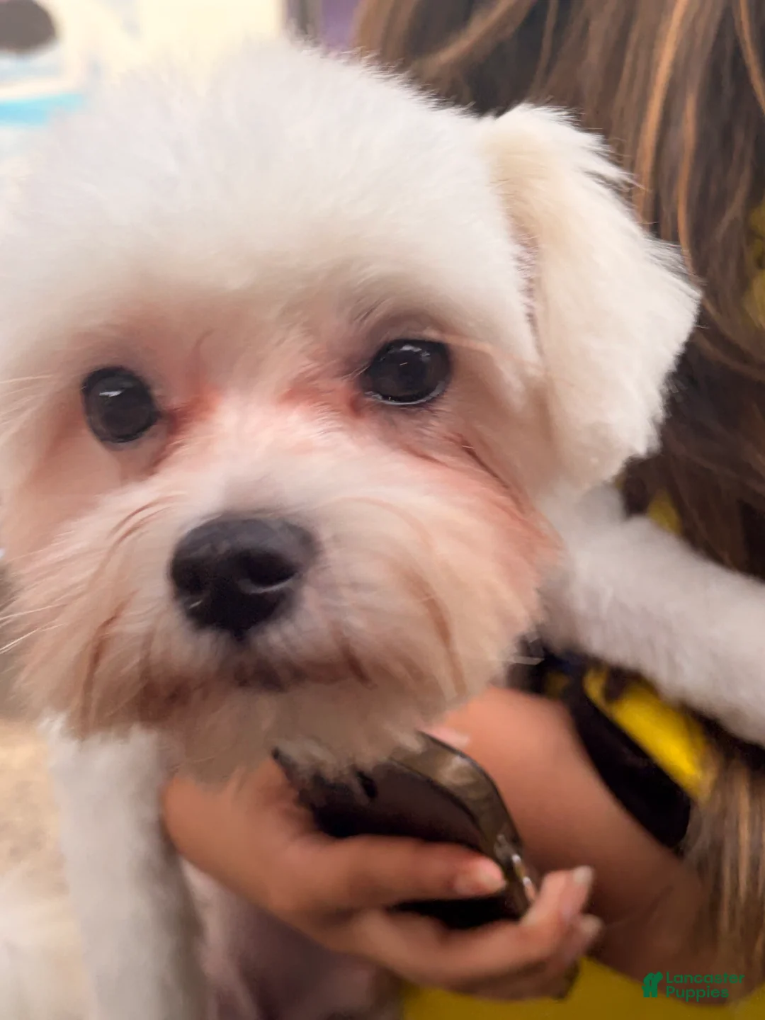 Maltese dogs for sale: Milo - Ad 6