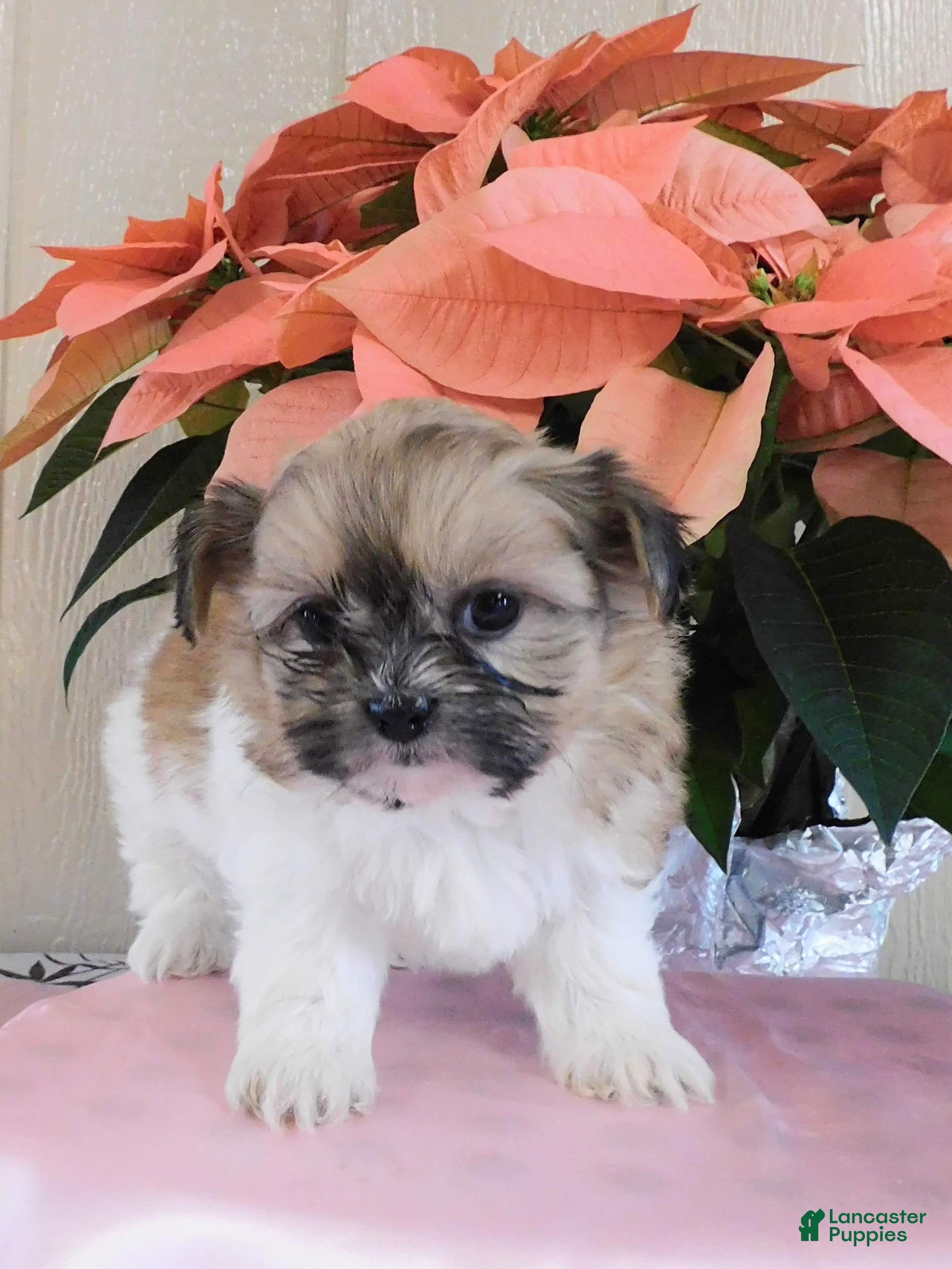 Teddy Bear dogs Oakley  - Ad 1