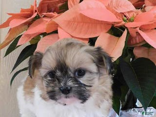 Teddy Bear dogs Oakley - Ad 1