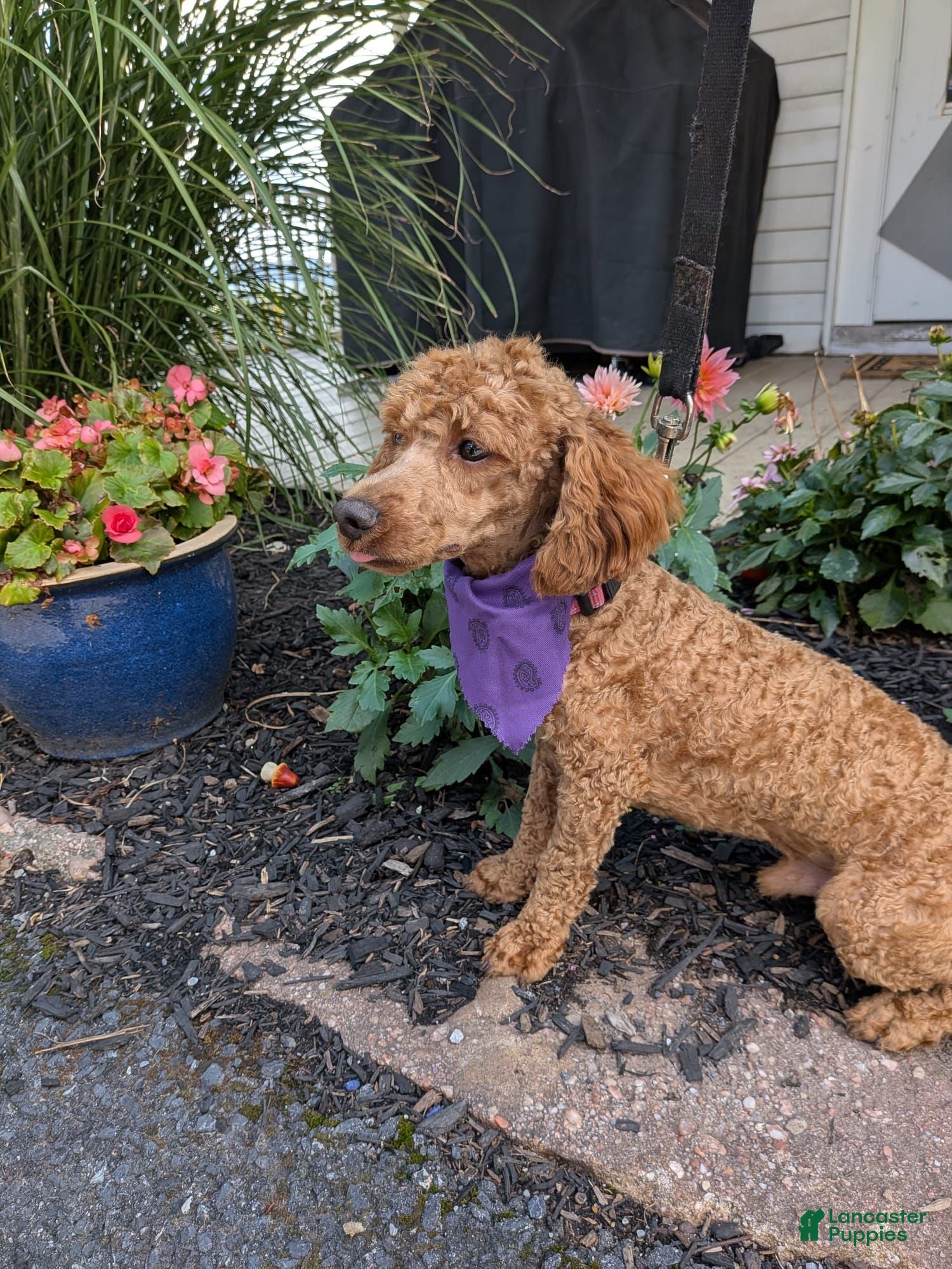 Miniature Poodle dogs for stud: Alex  aca  - Ad 1