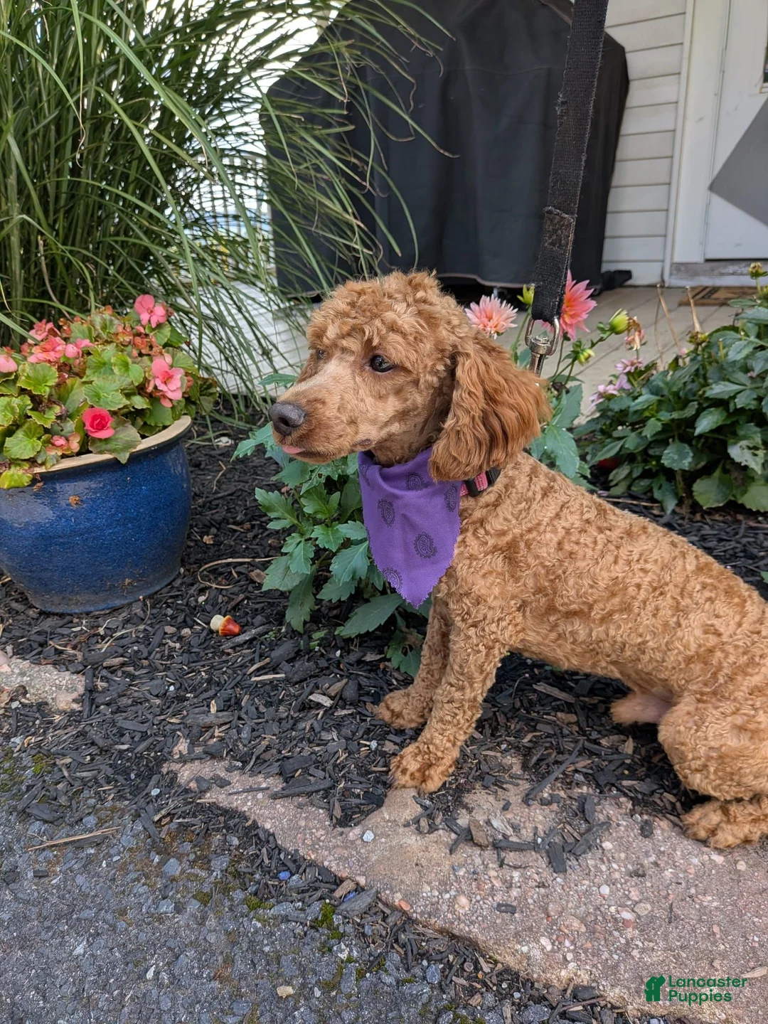 Miniature Poodle dogs for stud: Alex  aca  - Ad 1