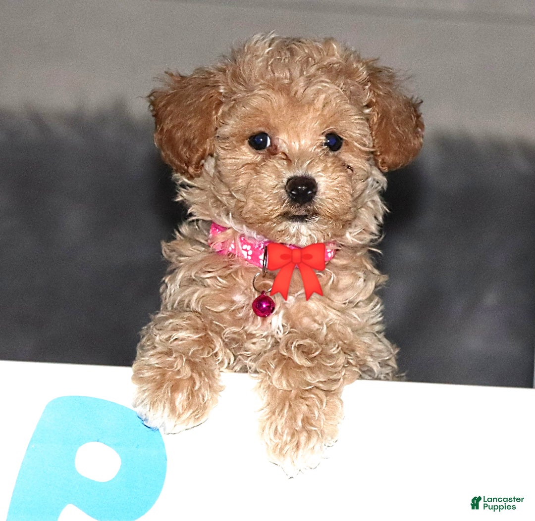 Havapoo dogs for sale: Annabelle Toy/M.👨‍👨‍👦‍👦💞🐕 - Ad 1