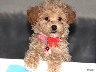 Havapoo dogs Annabelle Toy/M.👨👨👦👦💞🐕 - Ad 6