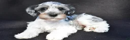 Schnoodle dogs for sale: Echo - Ad 3