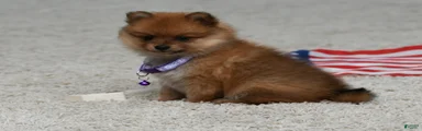 Darla