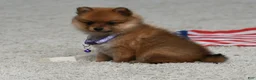 Pomeranian dogs for sale: Darla - Ad 1