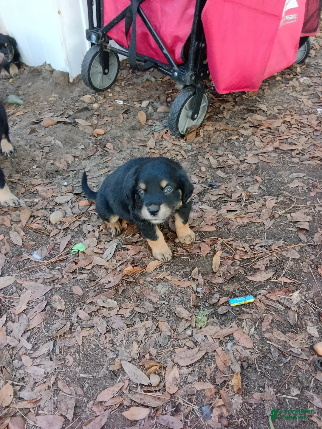 Mixed Breed dogs for sale:  Puppy 2 bright explorer  - Ad 1