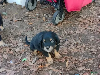 Mixed Breed dogs Puppy 2 bright explorer - Ad 1