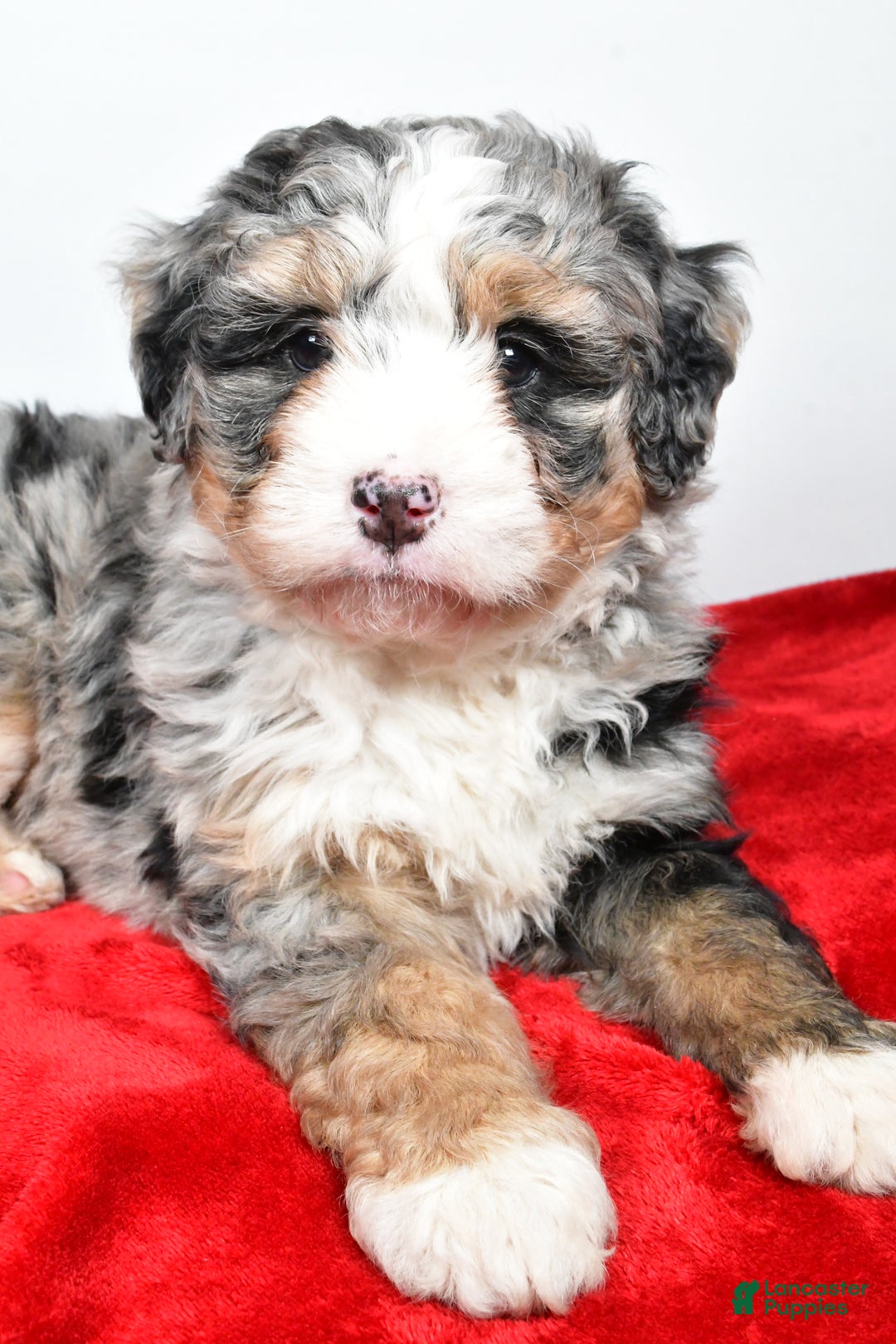 Mini Bernedoodle dogs for sale: Lacey - Ad 6