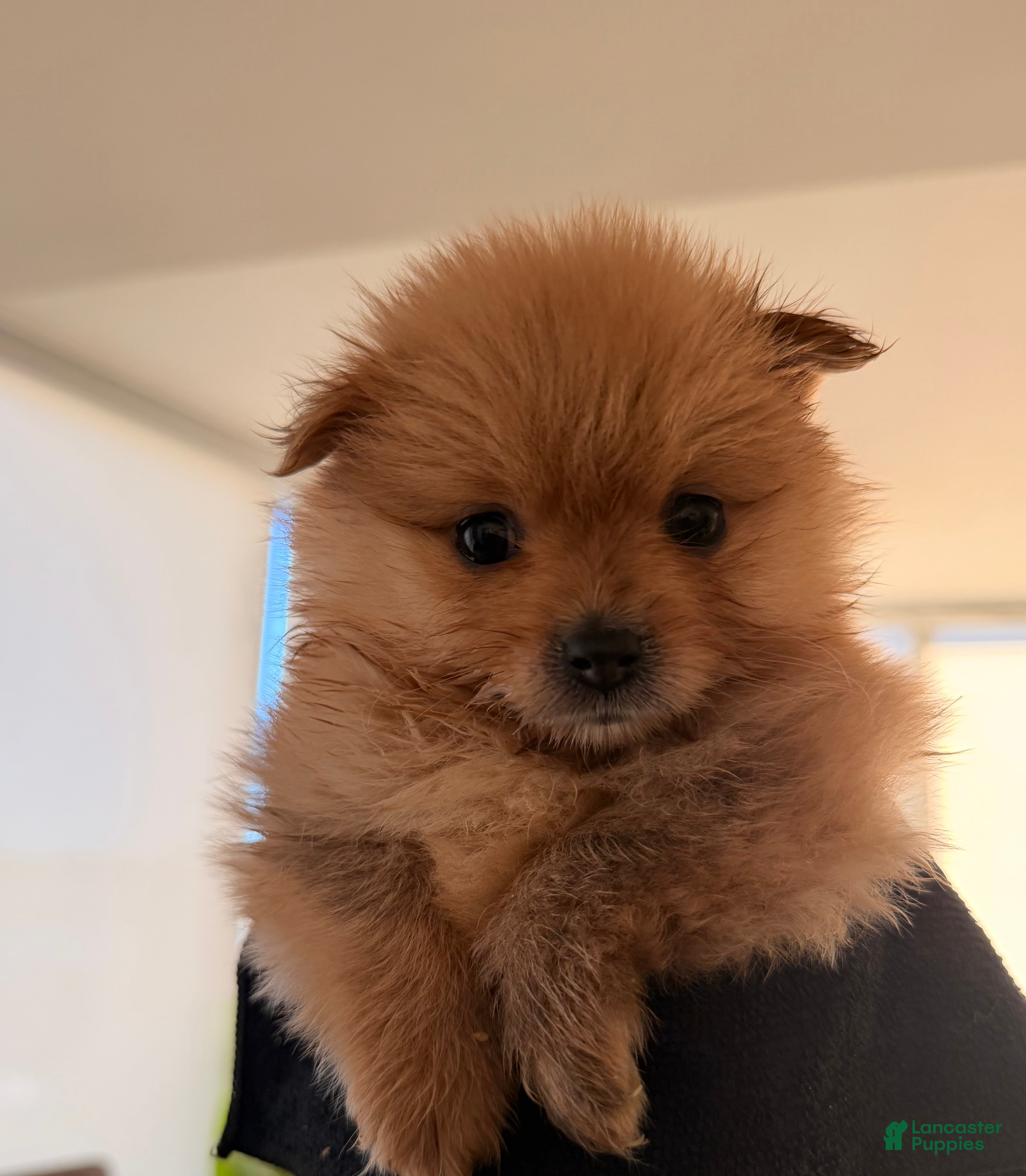 Pomeranian dogs for sale: Winnie - Ad 1