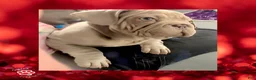 French Bulldog dogs for sale: Pyrs “Red”Collar, Male - Ad 8