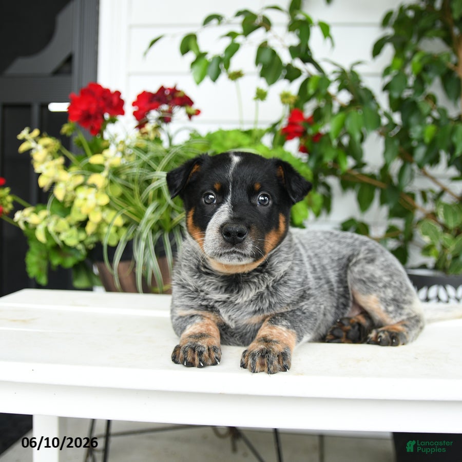 Australian Cattle Dog dogs Creed - Ad 2