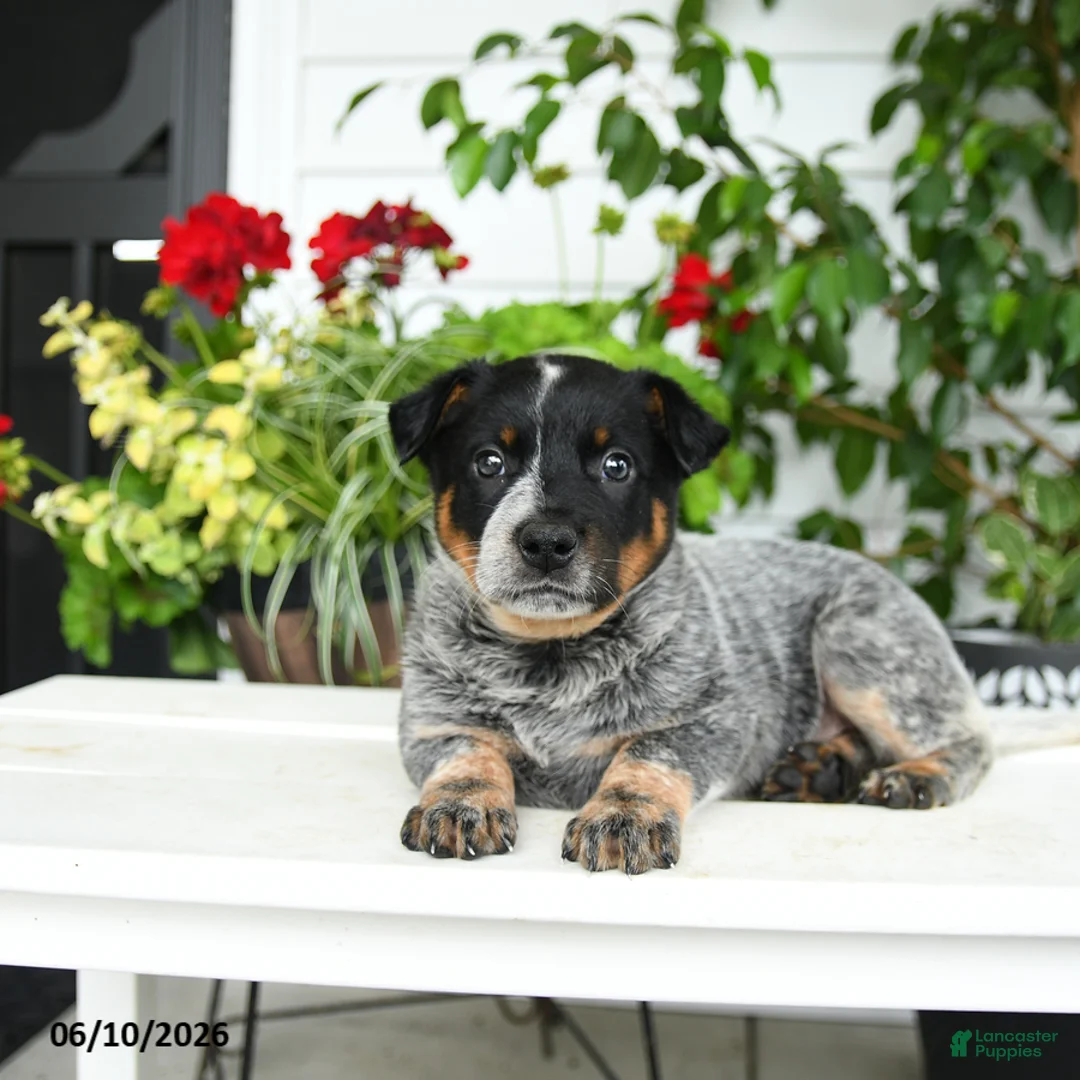 Australian Cattle Dog dogs for sale: Creed - Ad 2