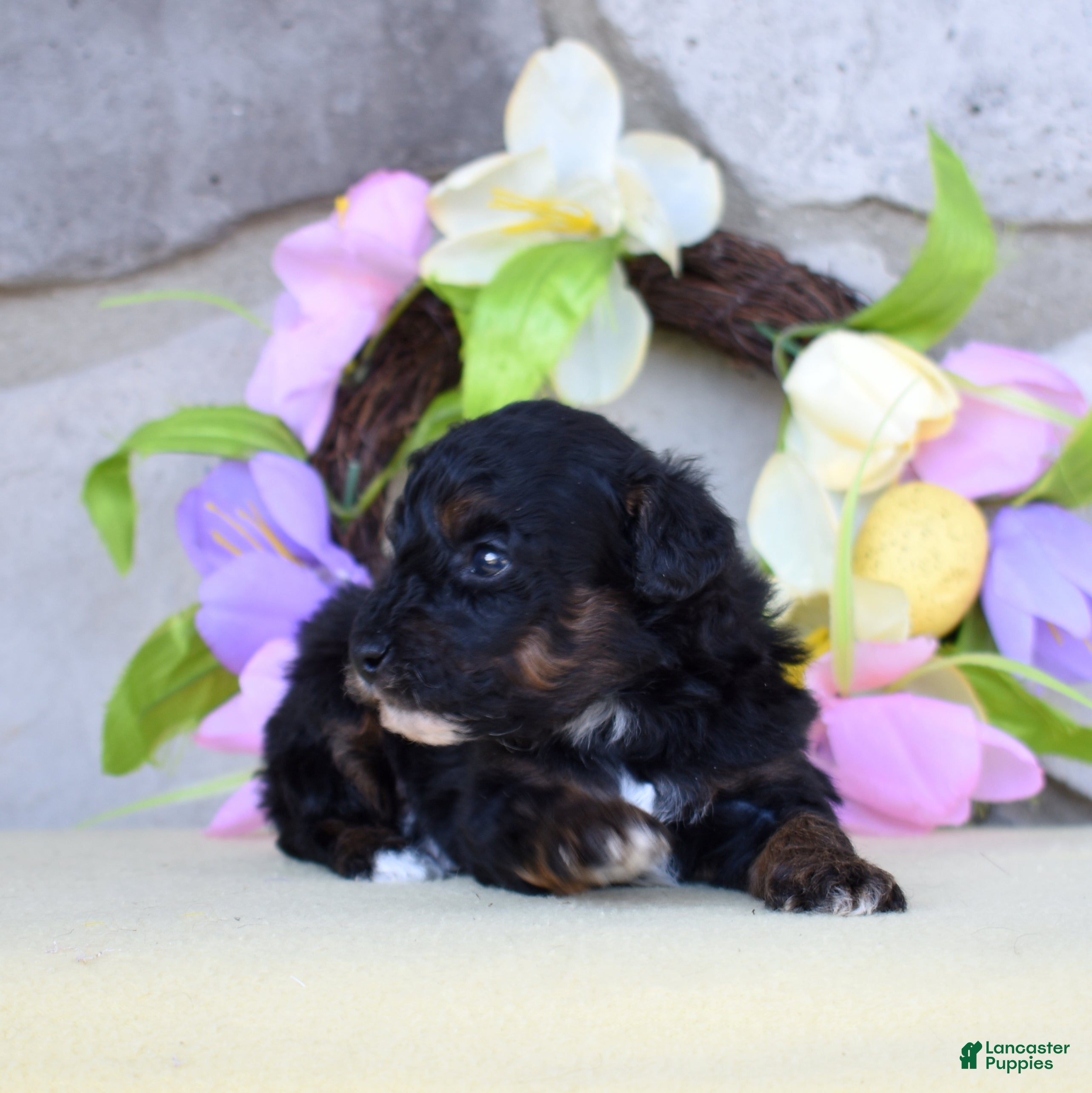 Miniature Poodle dogs Jasper  - Ad 2