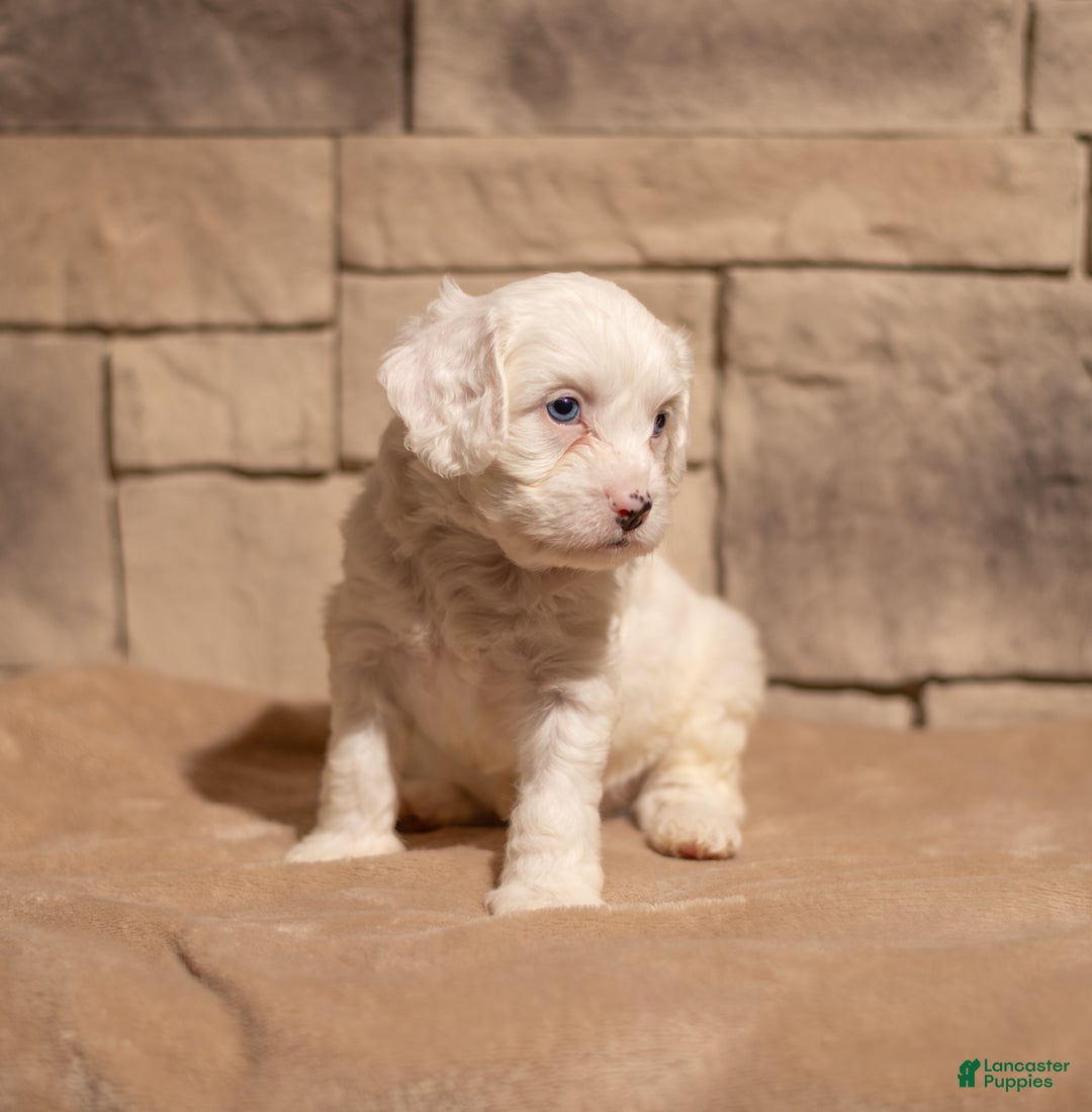 Cavapoo dogs for sale: Oliver - Ad 6