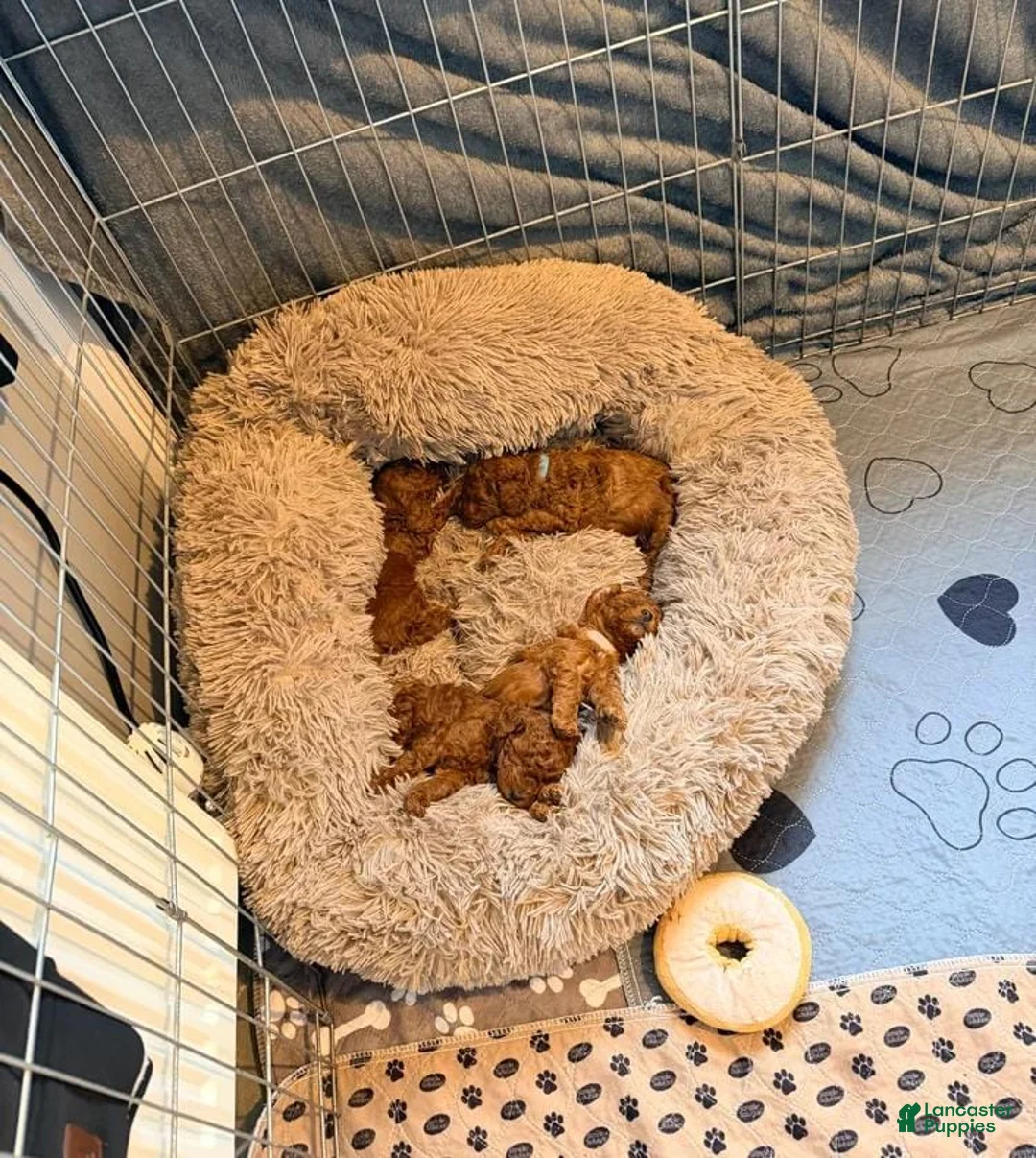 Cavapoo dogs for sale: Nicky - Ad 15