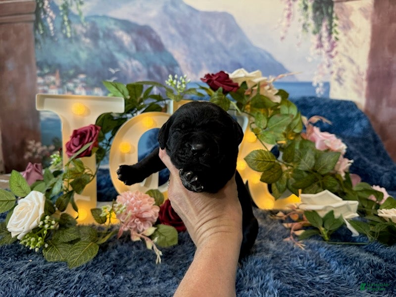 Cane Corso dogs Olive - Ad 2