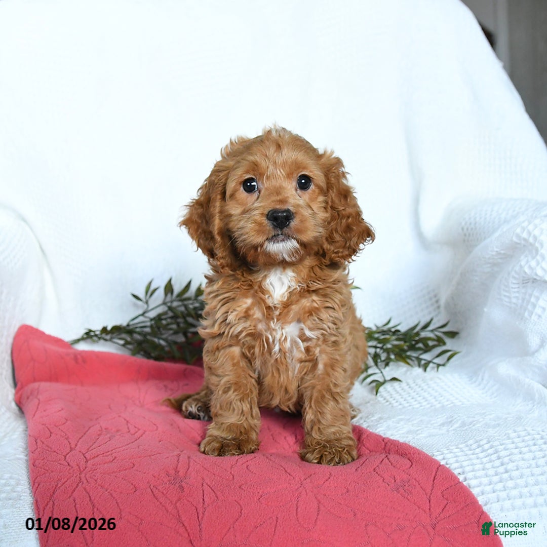 Cockapoo dogs for sale: Otto - Ad 3