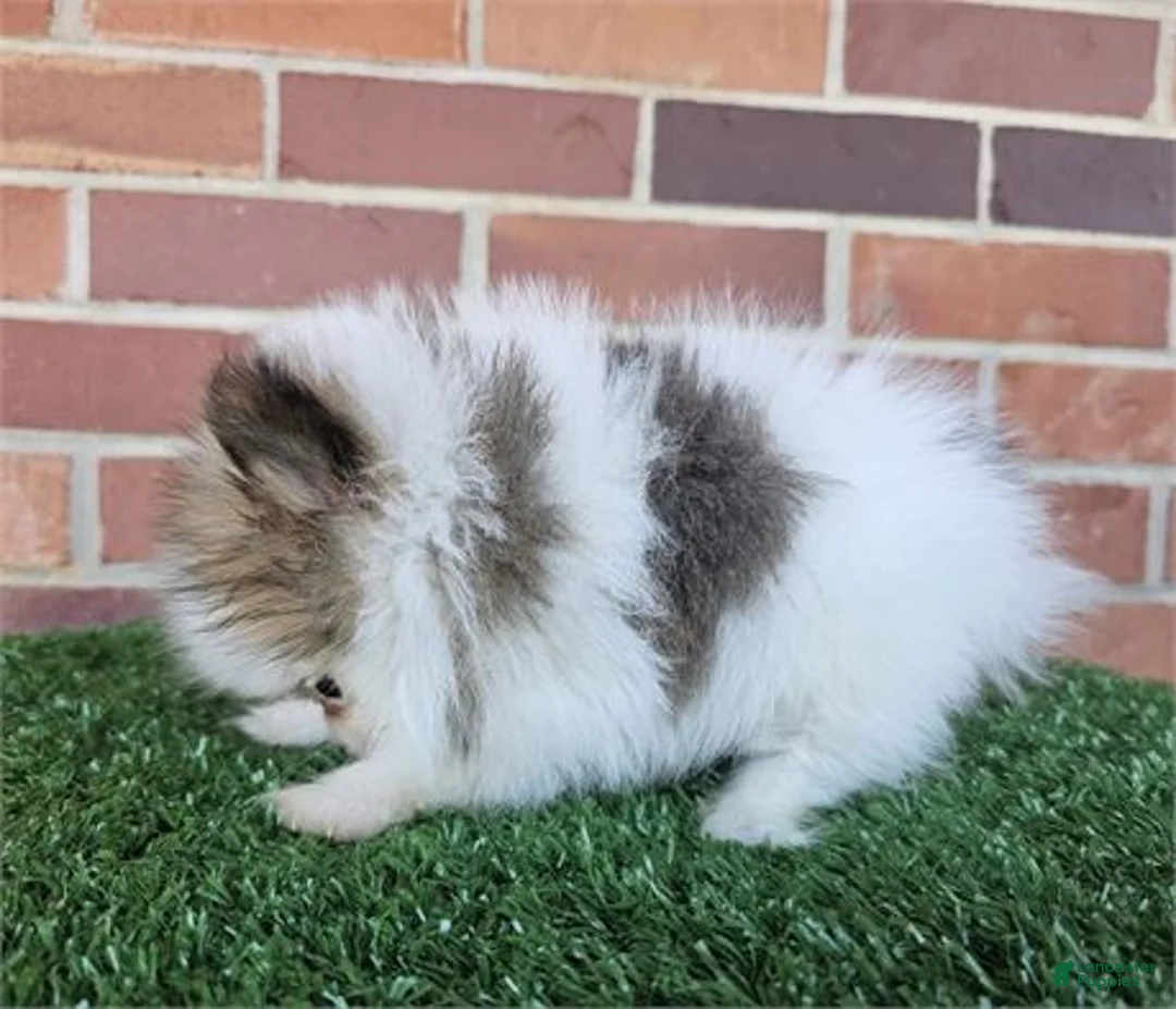 Pomeranian dogs for sale: Pomeranian Puppy 1 - Ad 2