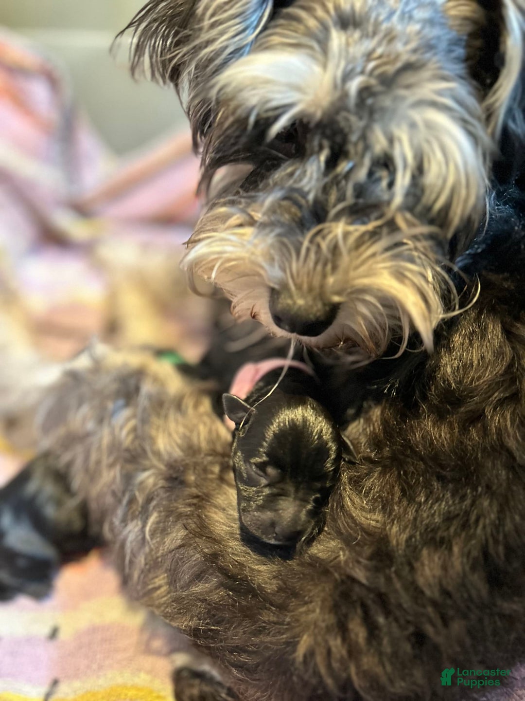 Gallery Image {{count}}