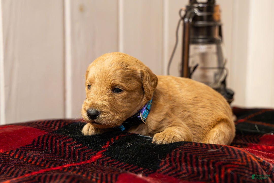 Labradoodle dogs for sale: Josh - Ad 2