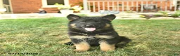 German Shepherd dogs for sale: Tulip - Ad 5
