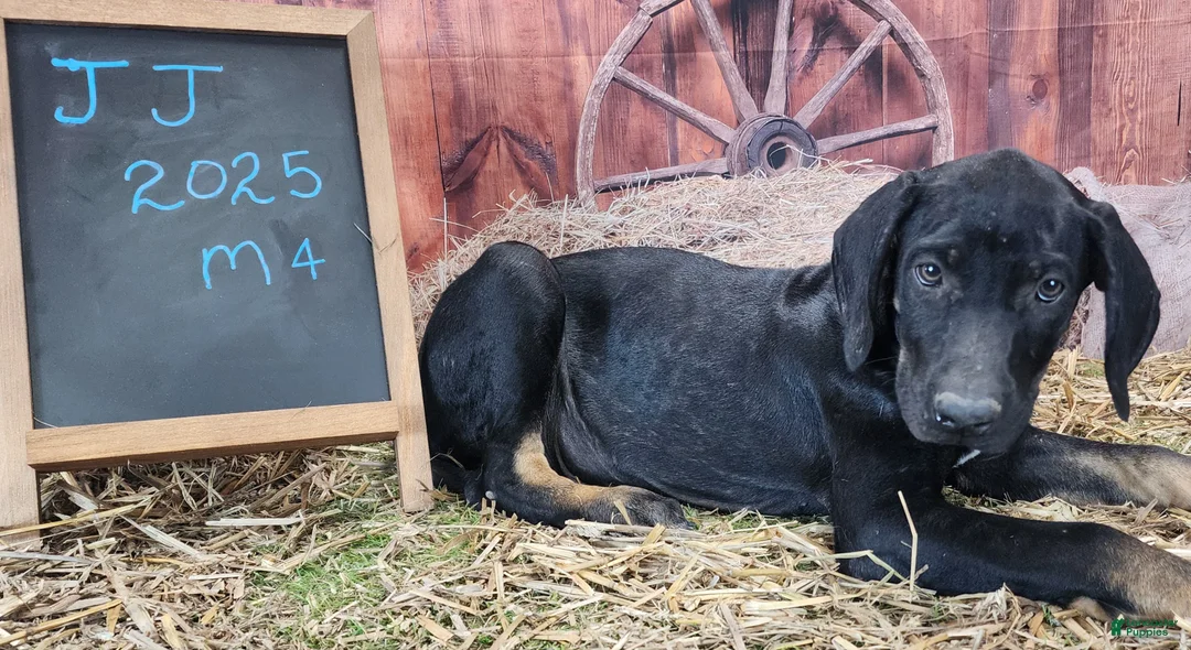 Catahoula Leopard Dog dogs for sale: JJ 2025 Male 4 - Ad 10