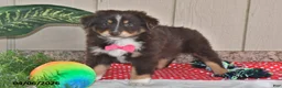 Australian Shepherd dogs for sale: Roxy - Ad 2